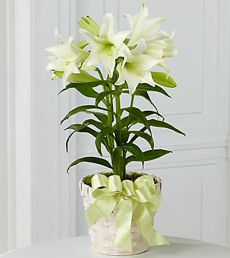 Easter Lily Plant